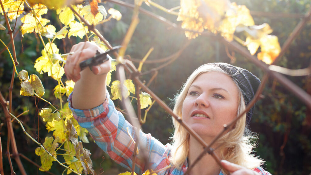 woman pruning branches