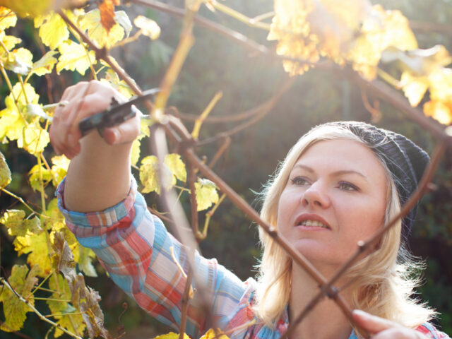 Fall Pruning and Maintenance