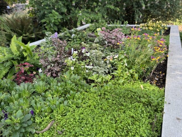 Sensory Garden photos