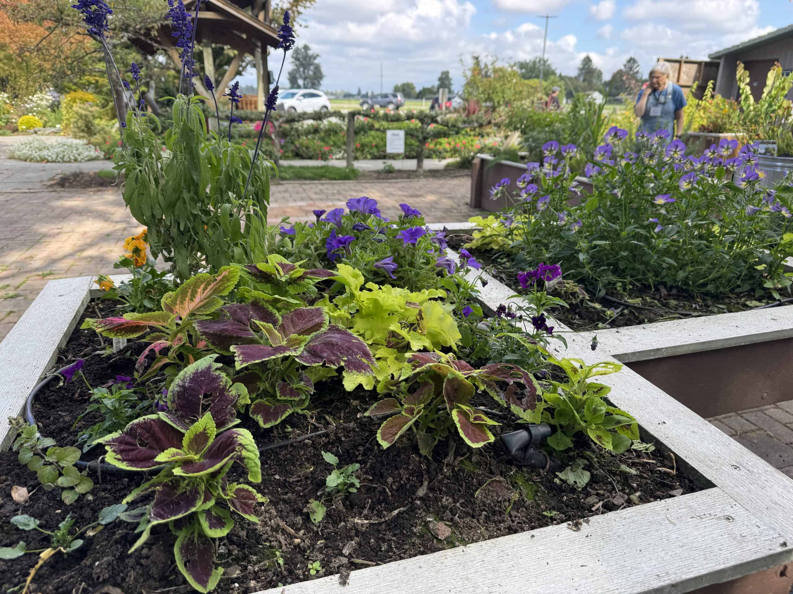 Sensory Garden flowers
