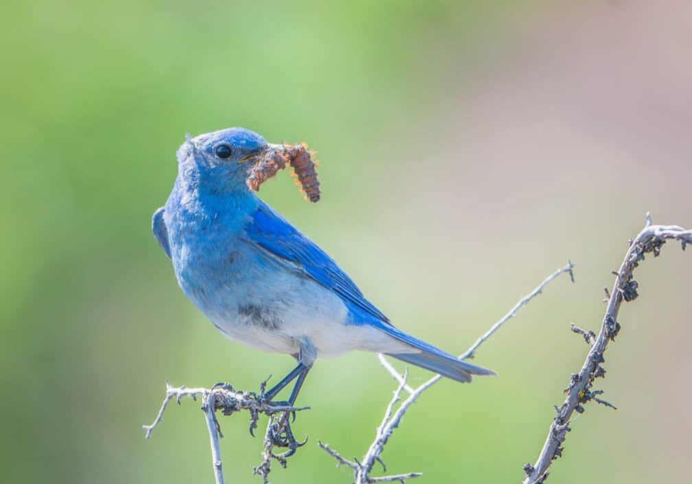Blue bird standing on branch with worm in beer