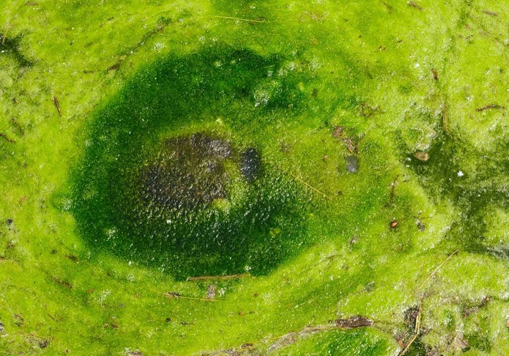 green swirl of algae growing on pond