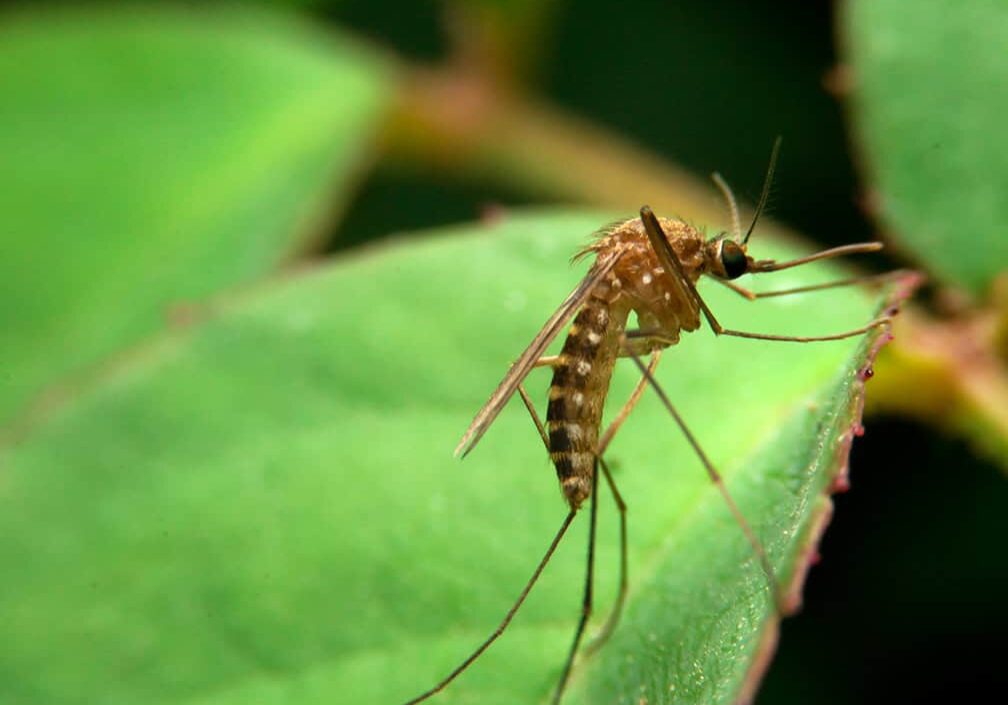 mosquito resting on green leaf