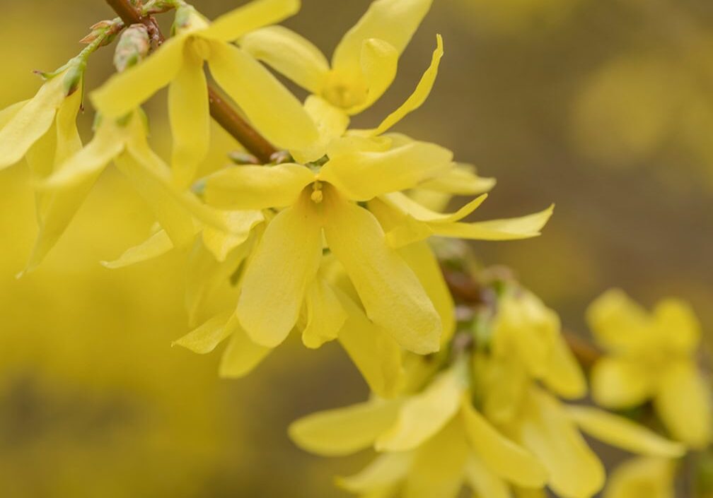 Soft yellow flowers blooming on branches