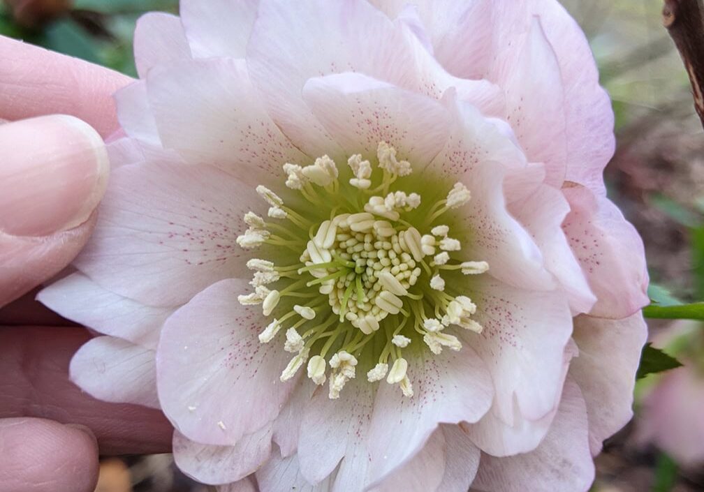 Helleborus x hybridus 'Windcliff Double Strain' Photo © Jessamyn Tuttle