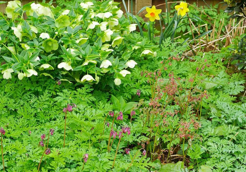 Helleborus orientalis with epicedium and native bleeding heart.