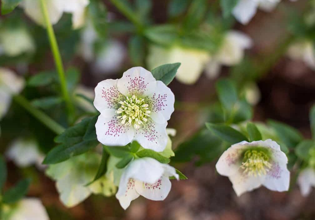 white flowers with fuchsia speckles
