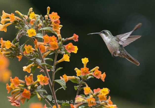 Hummingbird