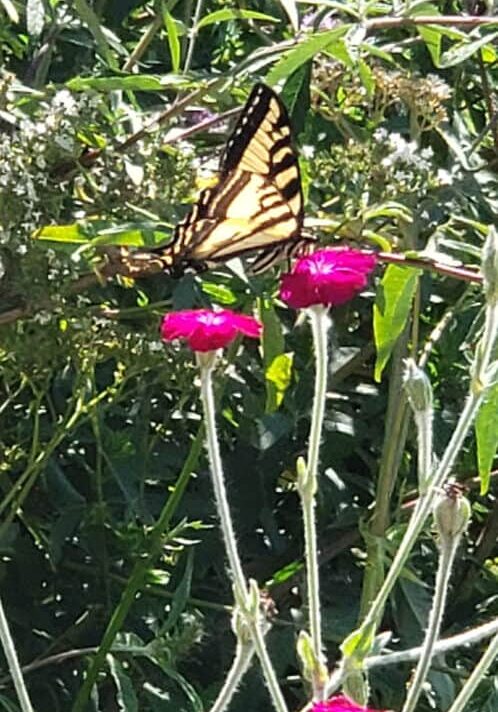 011924_Pic 1 Butterfly on flower