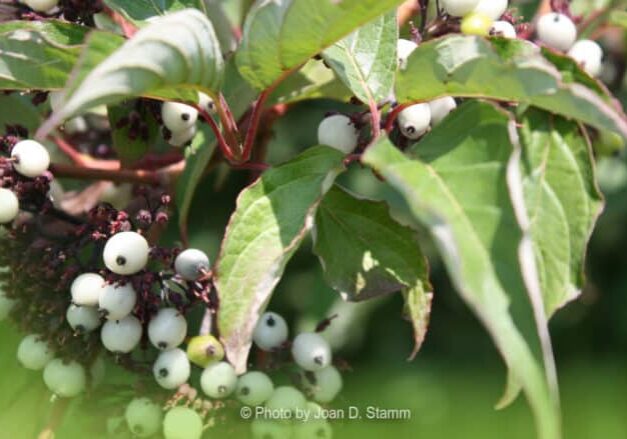 Red-twig dogwood (Cornus sericea) © Joan D. Stamm