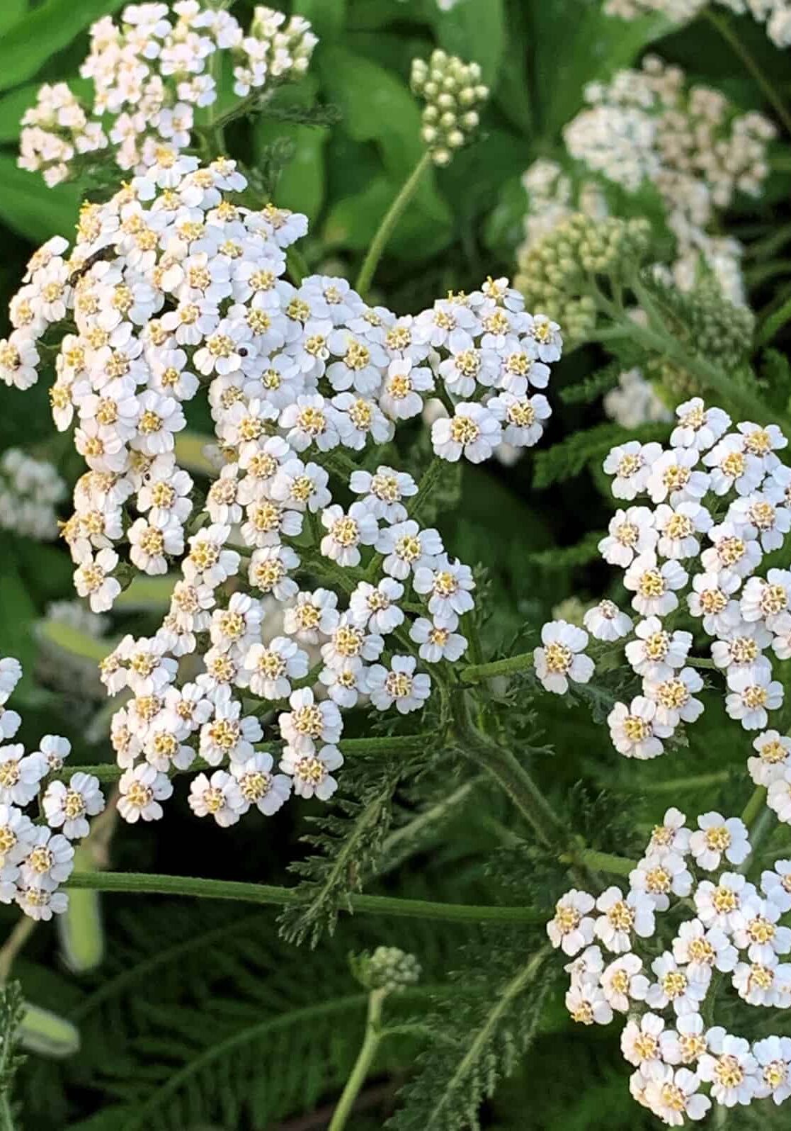 020224_Pic1 (yarrow) Yarrow (Achillea millefolium) © Joan D. Stamm