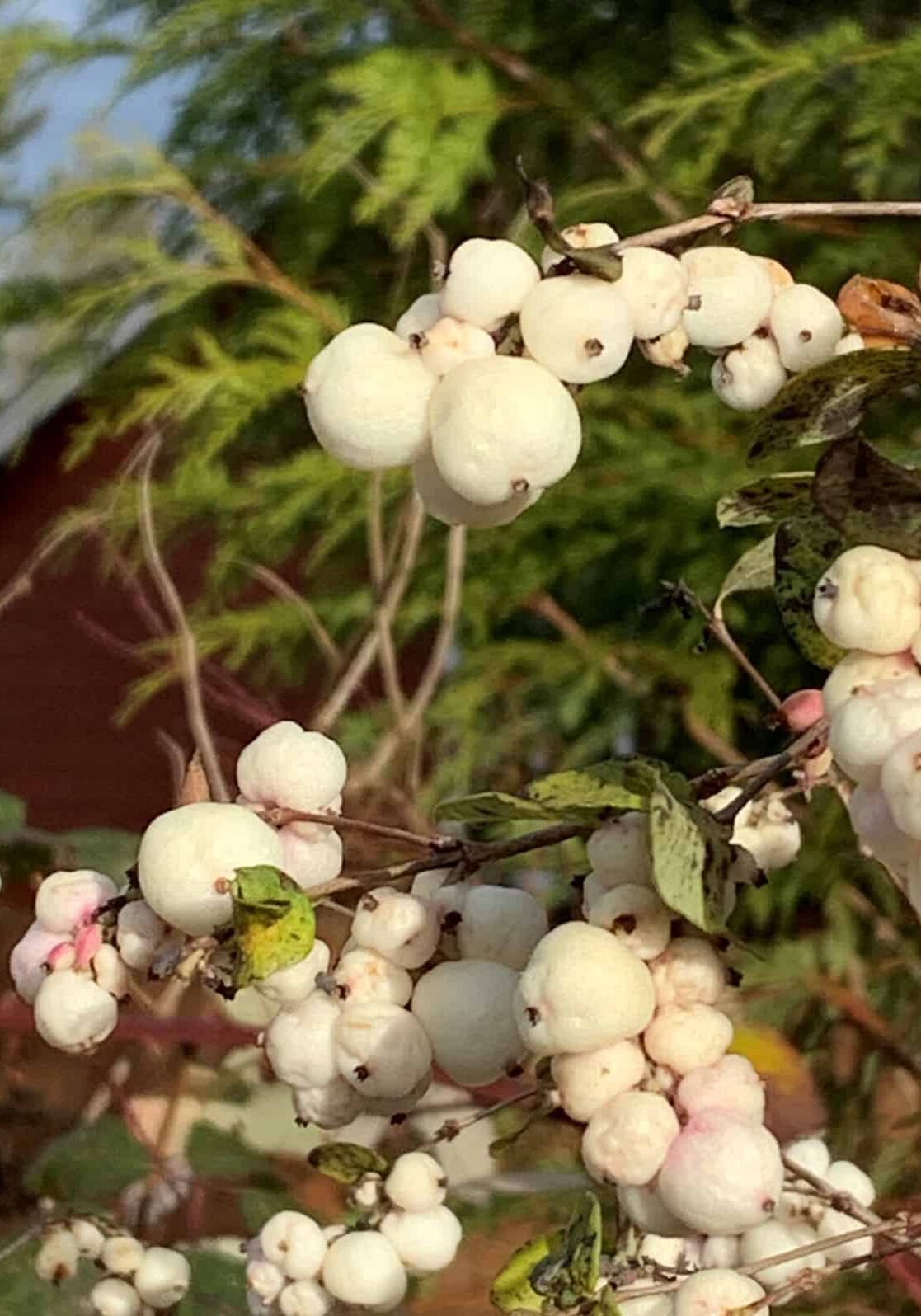 020224_Pic3 (Snowberry) Snowberry (Symphoricarpos albus) © Joan D. Stamm
