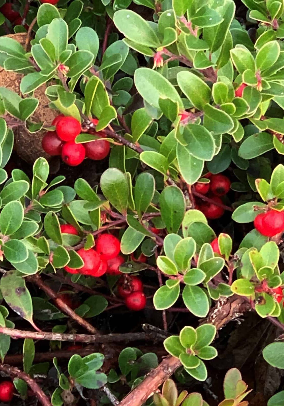 020224_Pic4 Kinnikinnick small green bush with red berries
