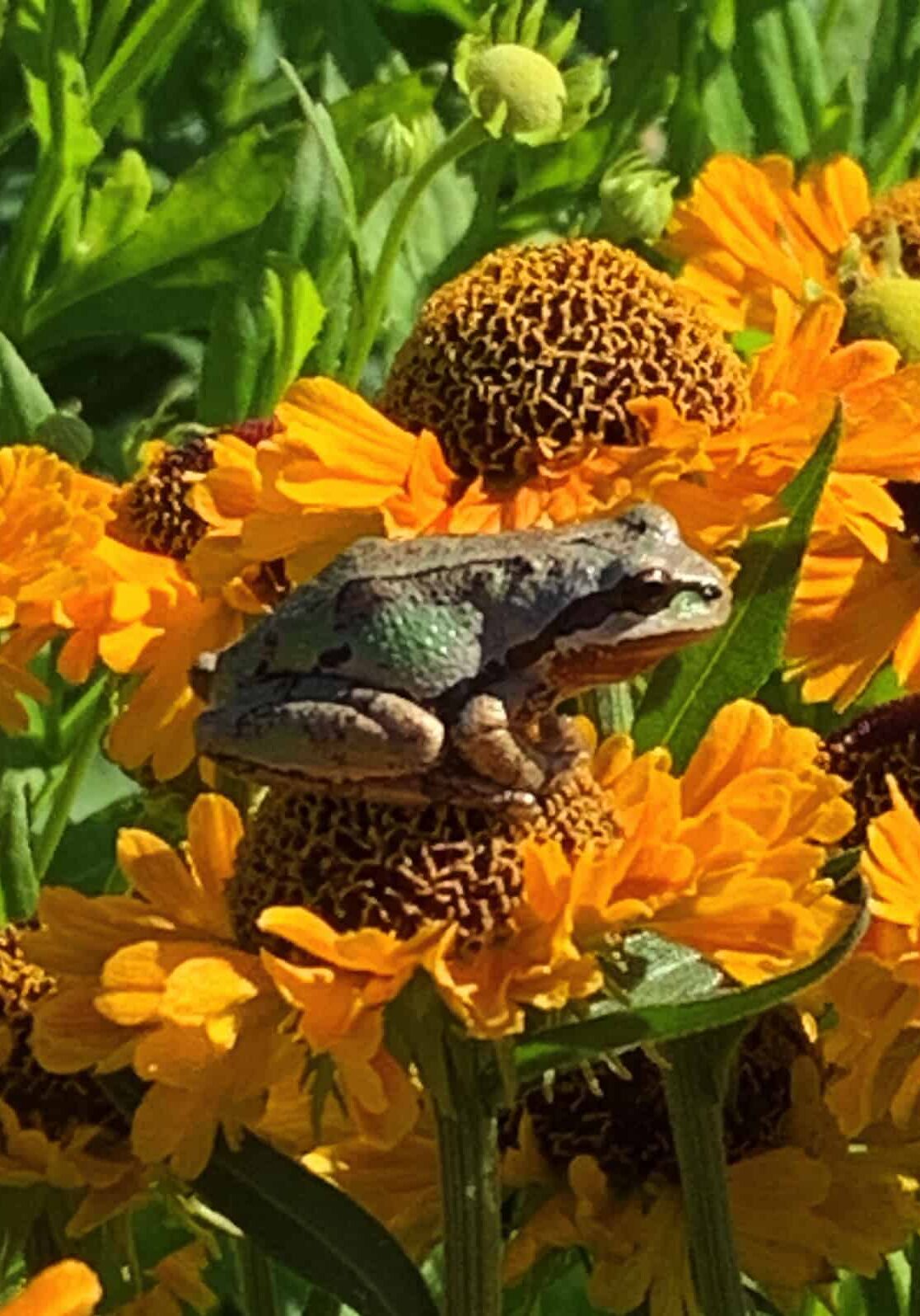 020224_Pic5 Sneezeweed frog on orange flower