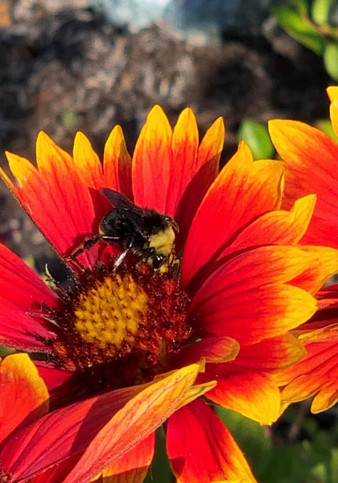 020224_Pic6 Blinket flower Bee on orange and yellow flower