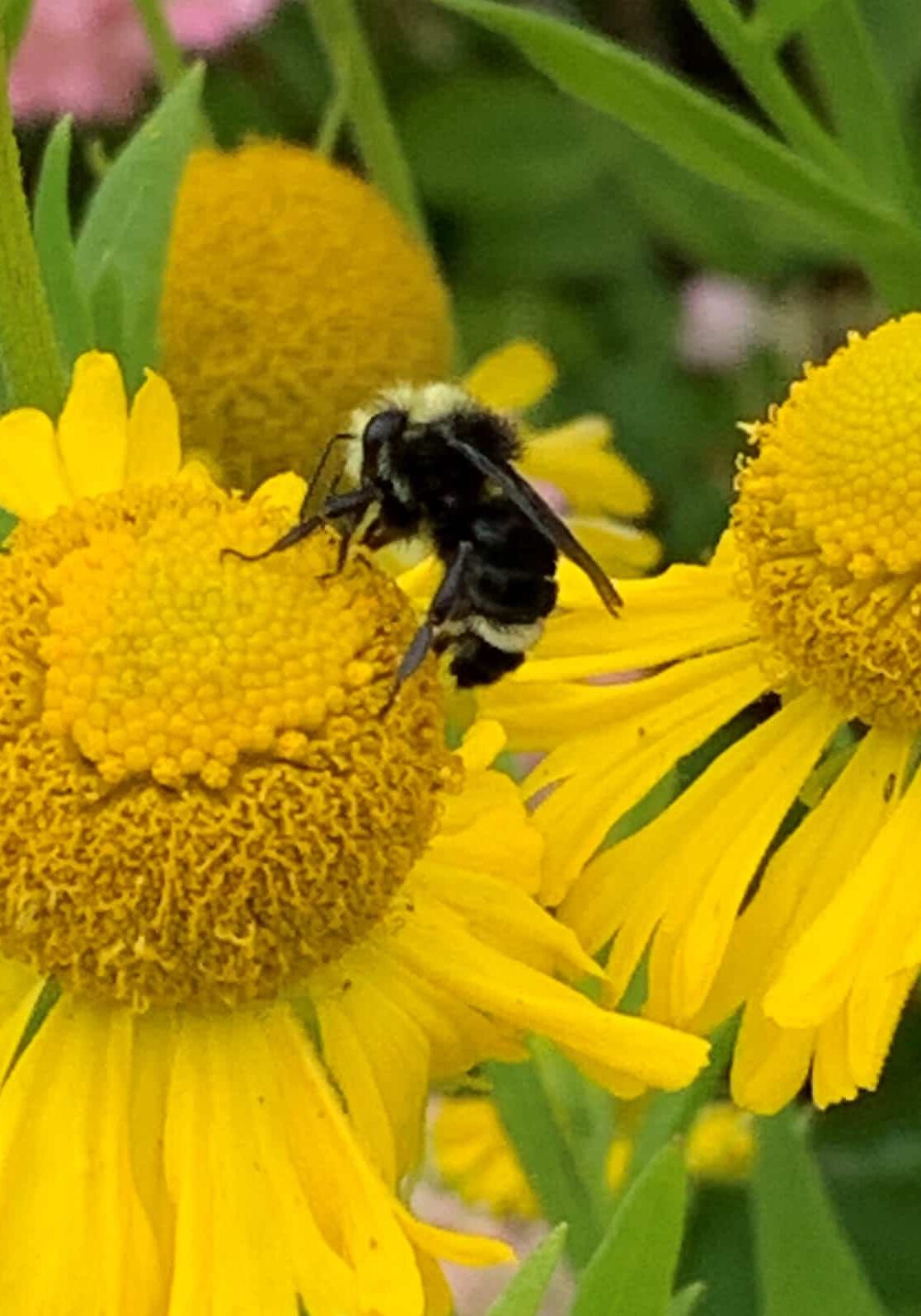 020224_Pic7 Bee on Sneezeweed © Joan D. Stamm