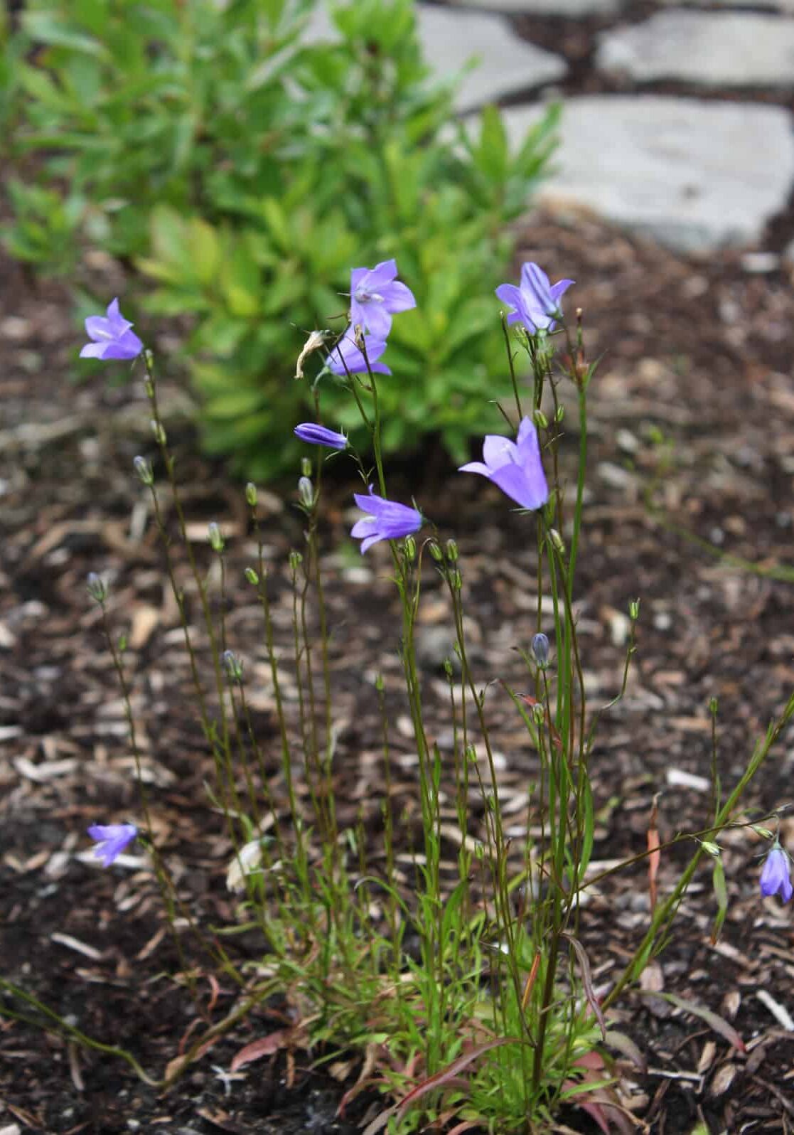 020224_Pic8 Scotch bluebell (Campanula rotundifolia) © Joan D. Stamm