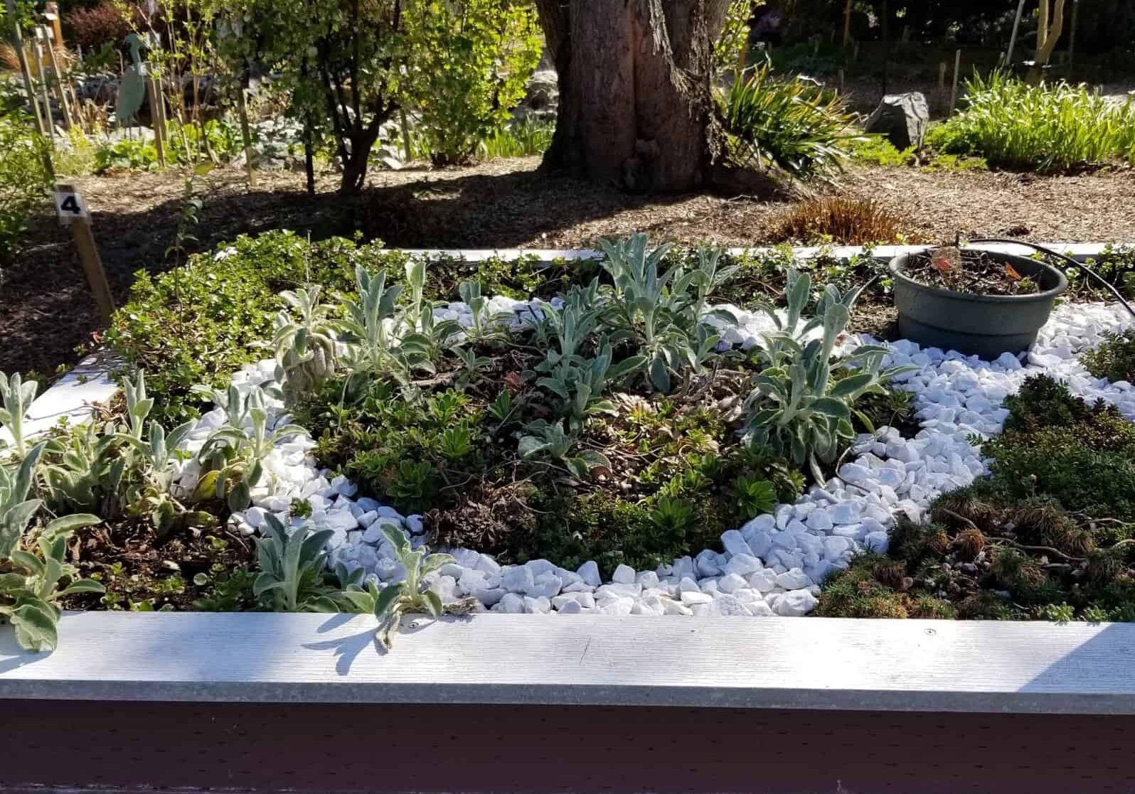 021624_Pic4-visually white rocks in raised bed garden