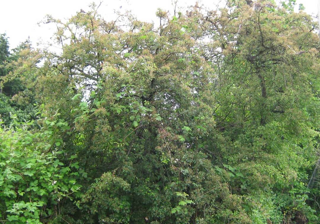 031524_Pic2_HwithDamage Hawthorne with early tent caterpillar damage © Virgene Link-New