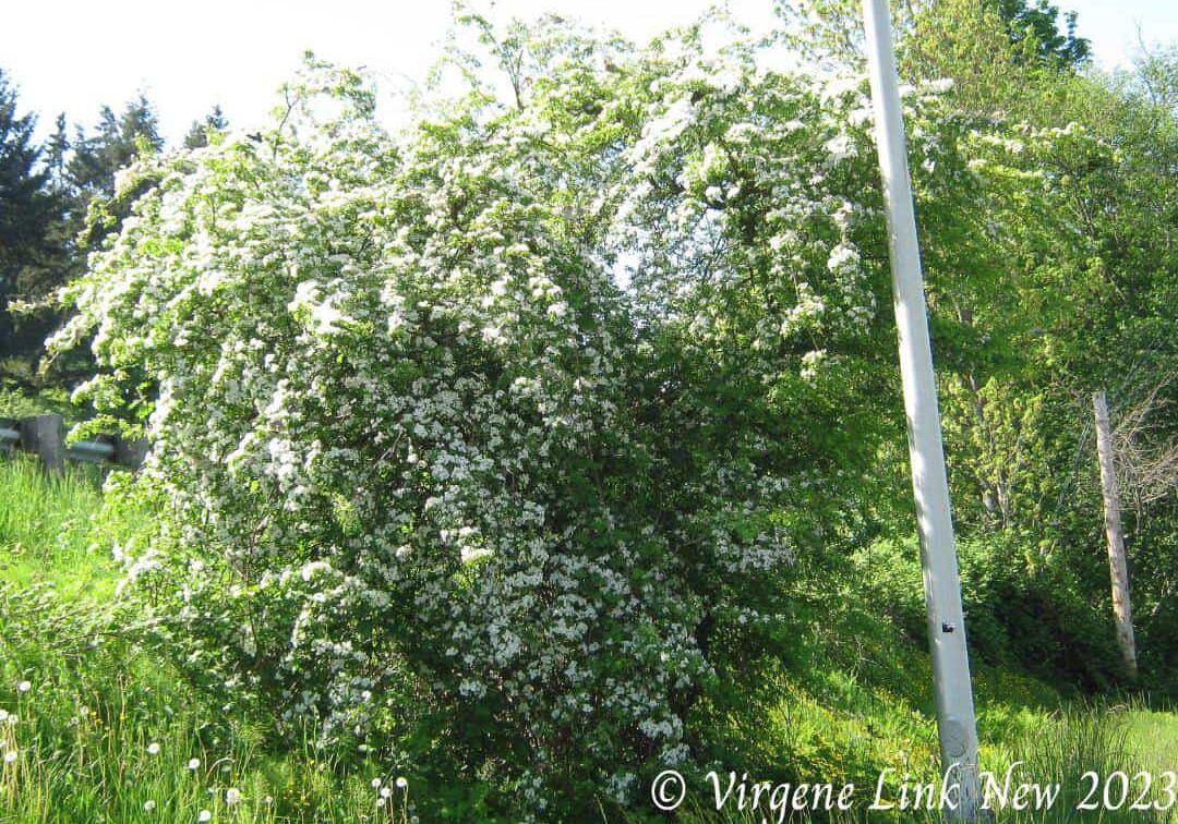 031524_Pic3-Hawthorne Hawthorne recovered from tent caterpillar infestation © Virgene Link-New