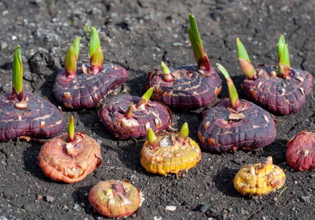 gladiolus corms with green buds