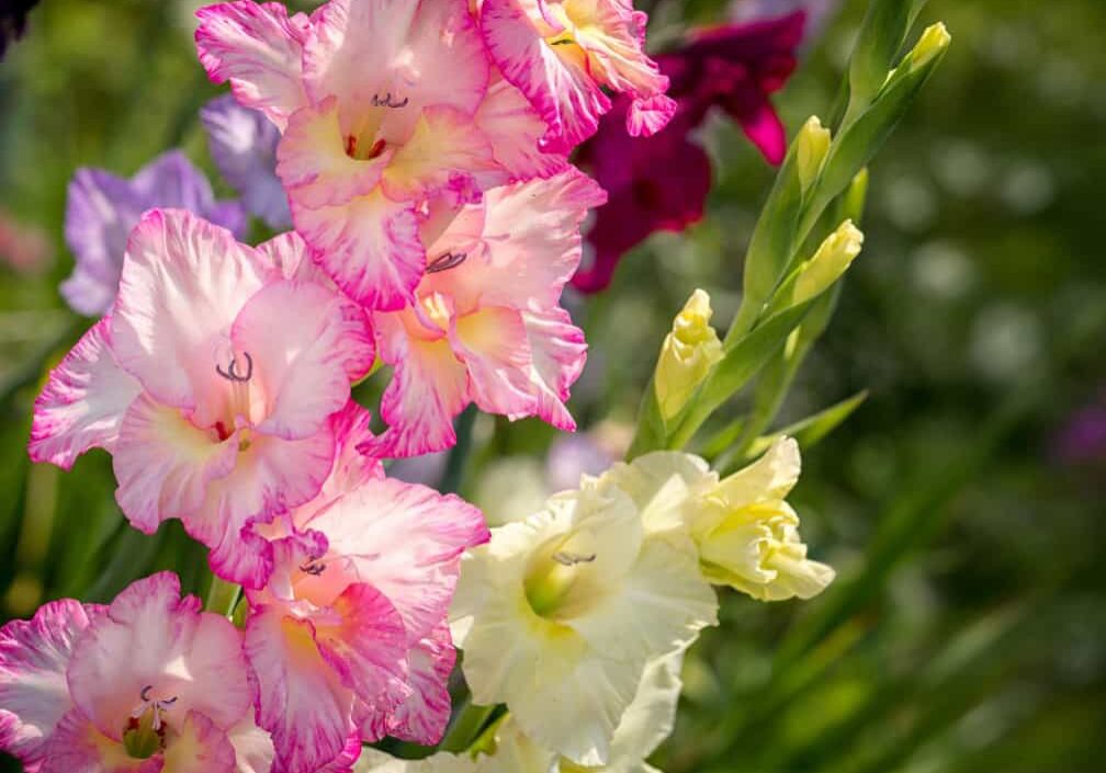 gladiolus in bloom