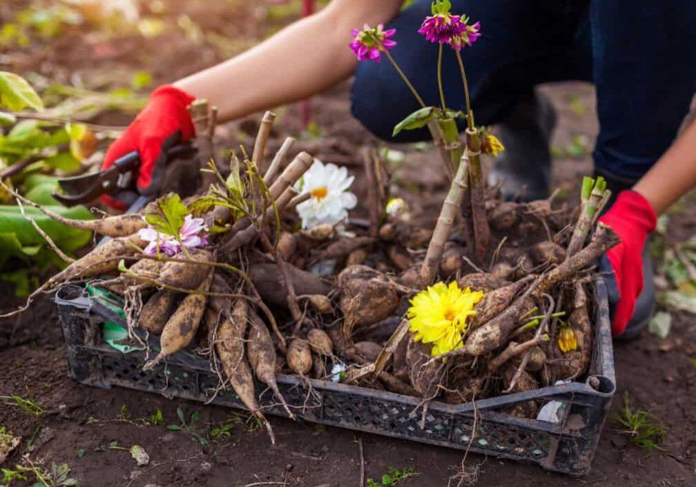 tuberous roots of dahlias in basket