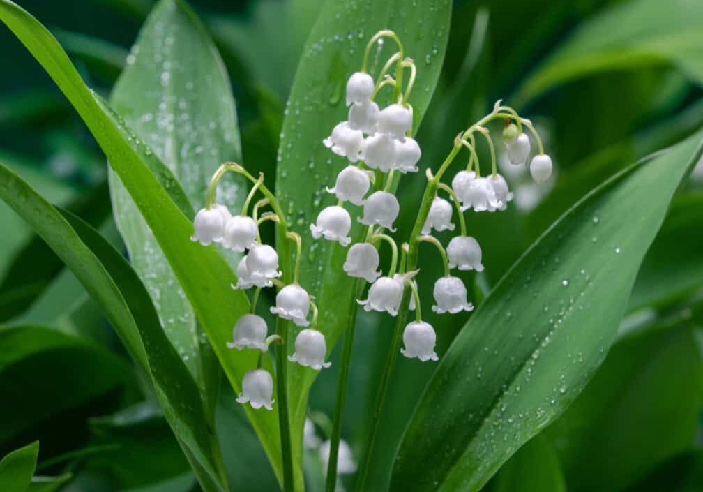 white bell flowers of lily-of-the-valley