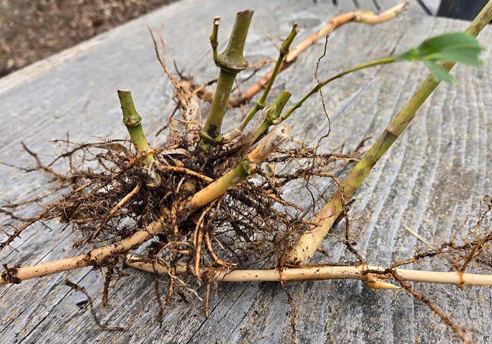 bamboo rhizomes