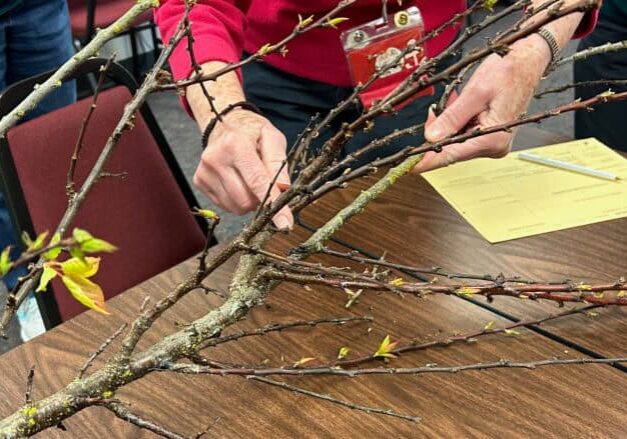 person diagnosing disease on tree branch