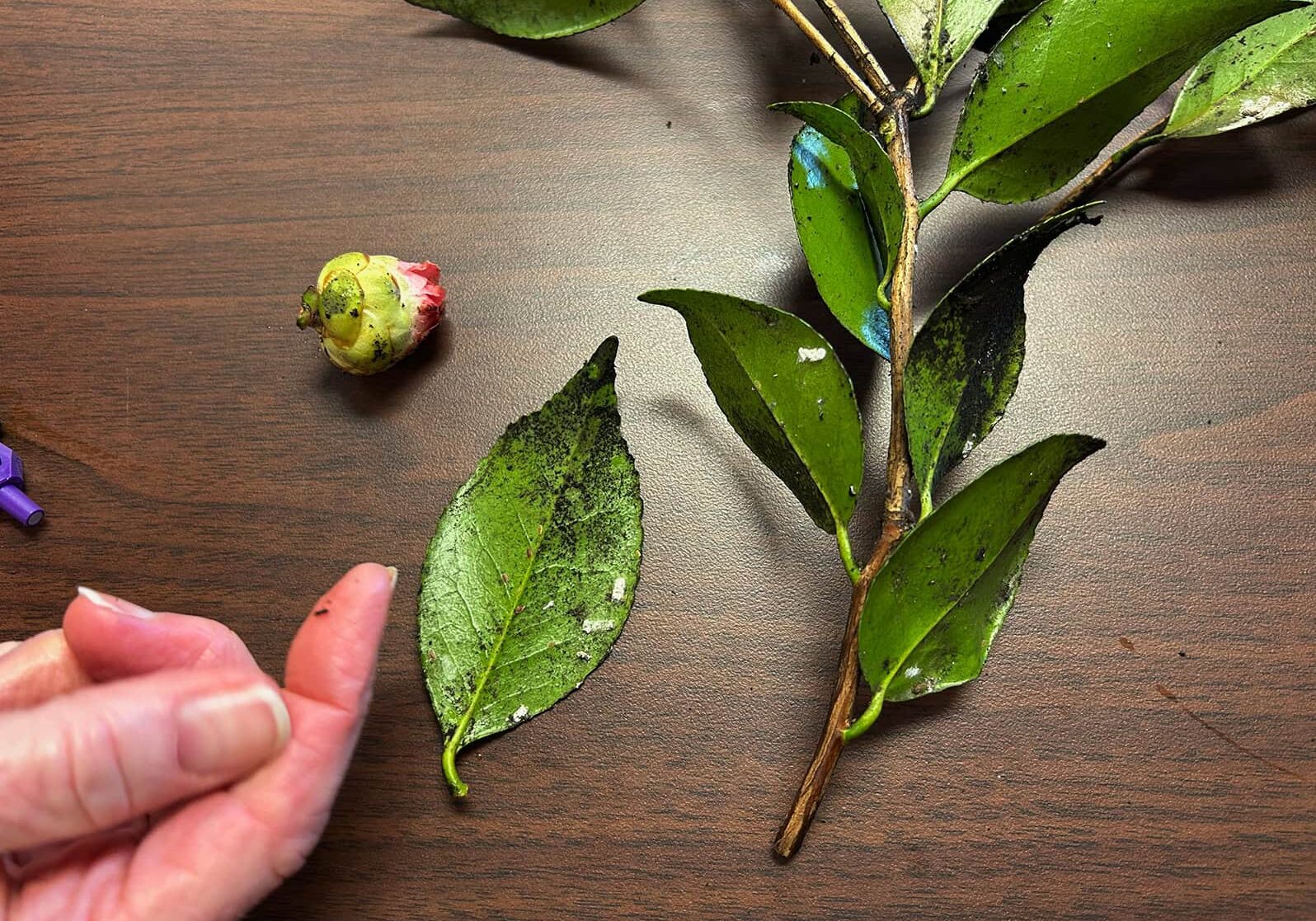 050324_pics4 Plant disease diagnoses are a regular part of the plant clinic team's day. Here a Camellia shows signs of both cottony camellia scale (Pulvinaria floccifera) and sooty mold. © Skagit County WSU Extension Master Gardeners