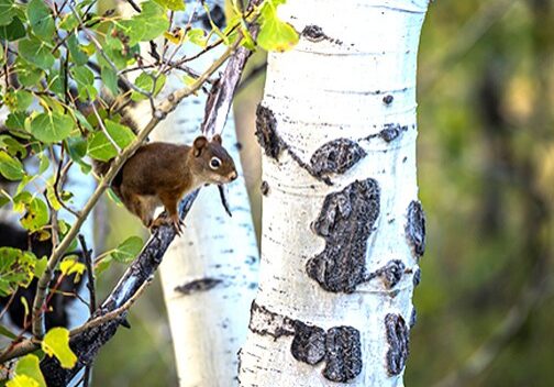 Squirrels use their double jointed hind legs to propel them forward and sharp claws to grip and climb. Photo by Nancy Crowell / WSU Skagit County Extension Master Gardener