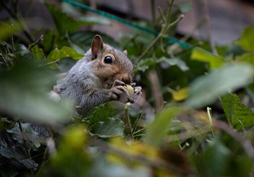 050523-blog6 Squirrels enjoy eating acorns, seeds, tree buds and berries as well as plants and twigs." Photo by Nancy Crowell / WSU Skagit County Extension Master Gardener