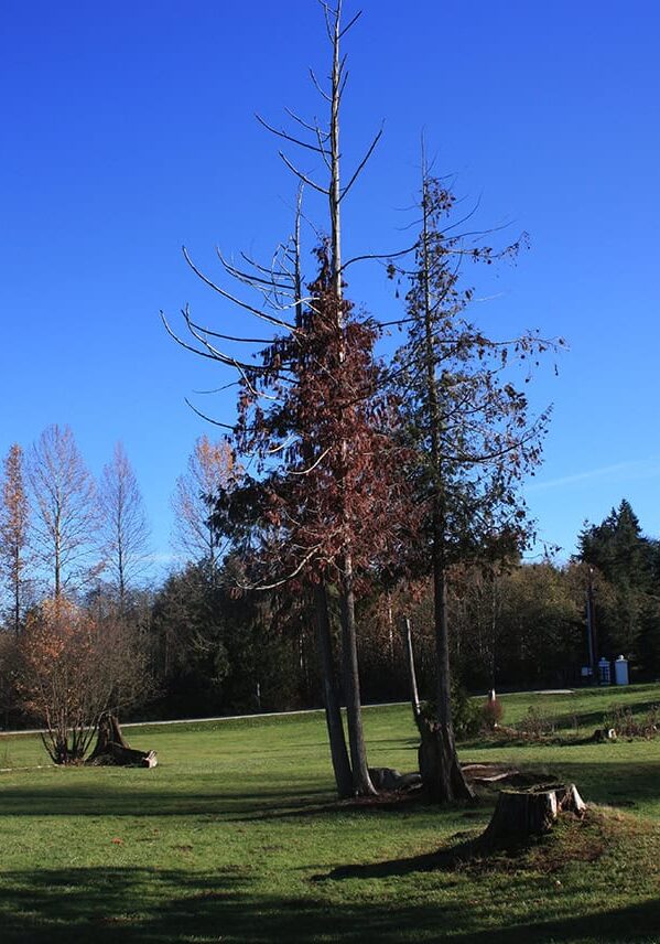 Dieback has occurred among several redcedars at the southern edge of Bakerview Park, most likely due to the compact turf beneath them. Photo © Sonja Nelson