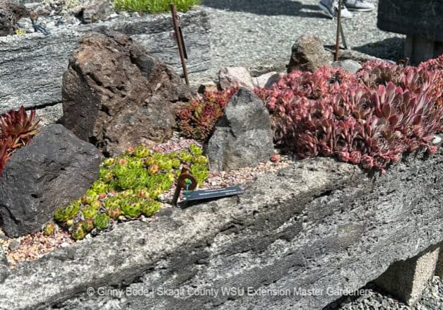 small plants growing in rock container