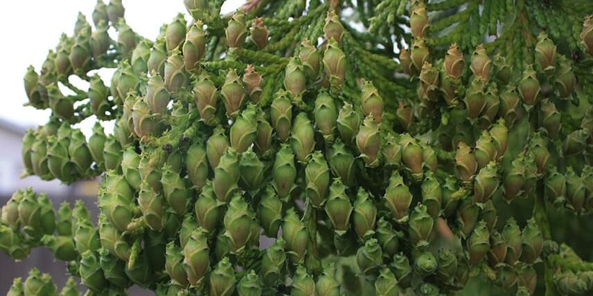 Female cones ripen from September through October with 1-3 seeds per cone. Photo © Sonja Nelson