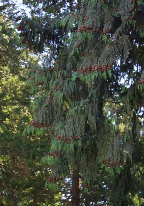 Western redcedars on N. 30th Street in Mount Vernon are showing signs of dieback. Photo © Sonja Nelson