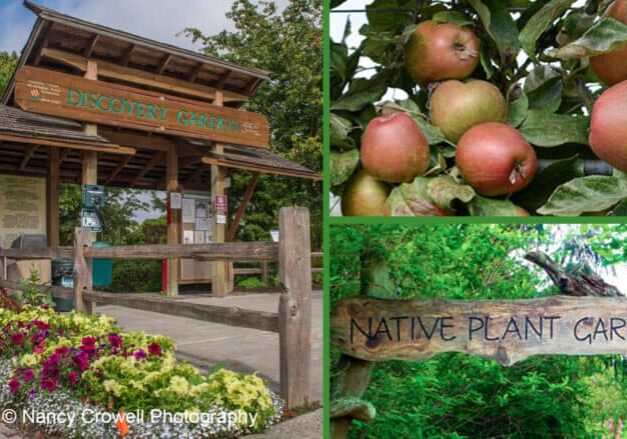 picture of Discovery Garden entrance apples, Salal Native Garden sign