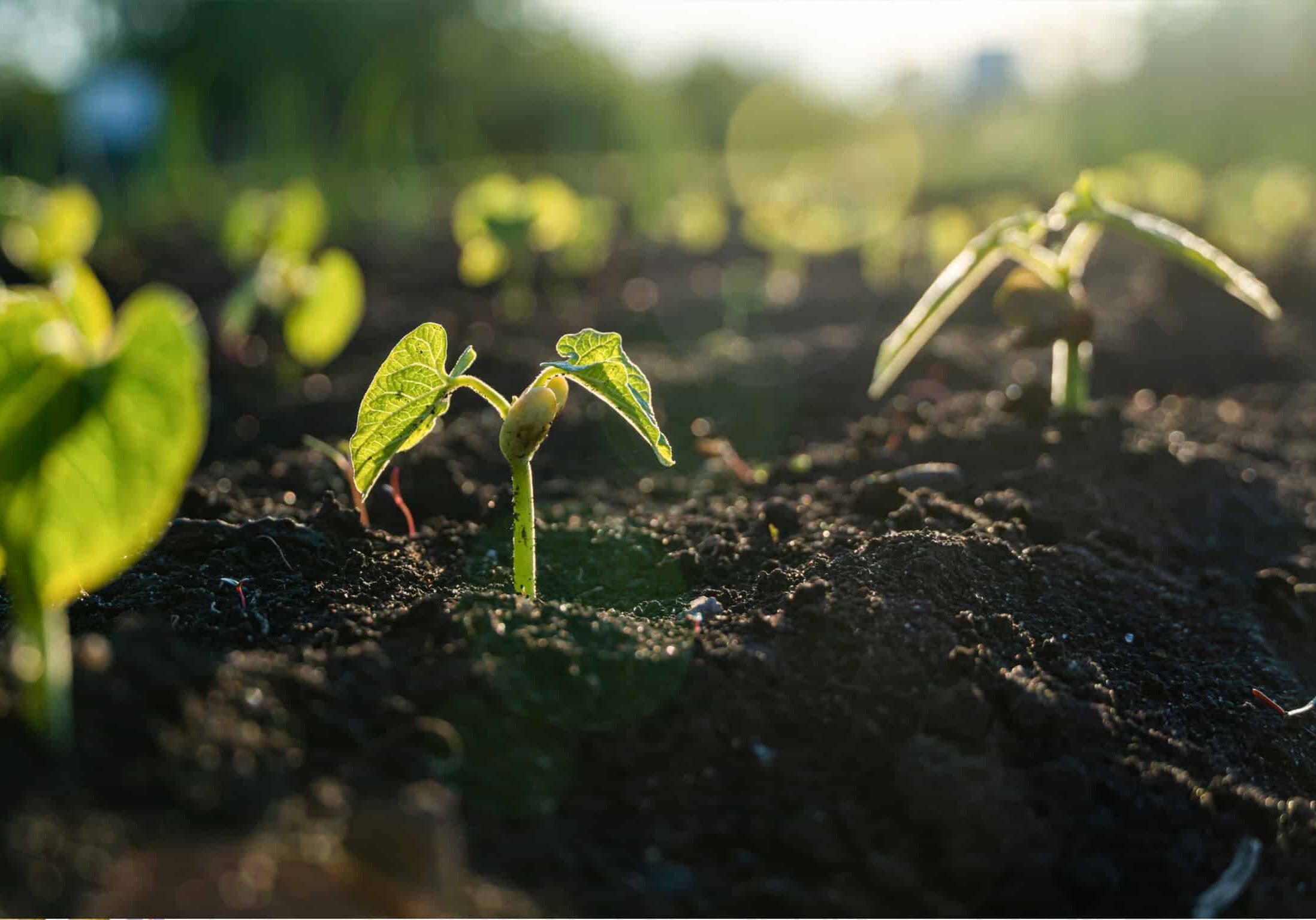 Bush and pole bean varieties can be planted in July and harvested before first frost. © Adobe Stock