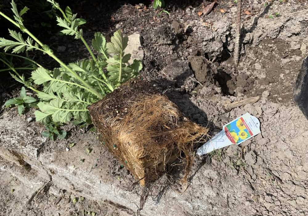 Sometimes marked-down plants are root-bound and some serious root pruning will be needed before planting. © Photographer: Ginny Bode