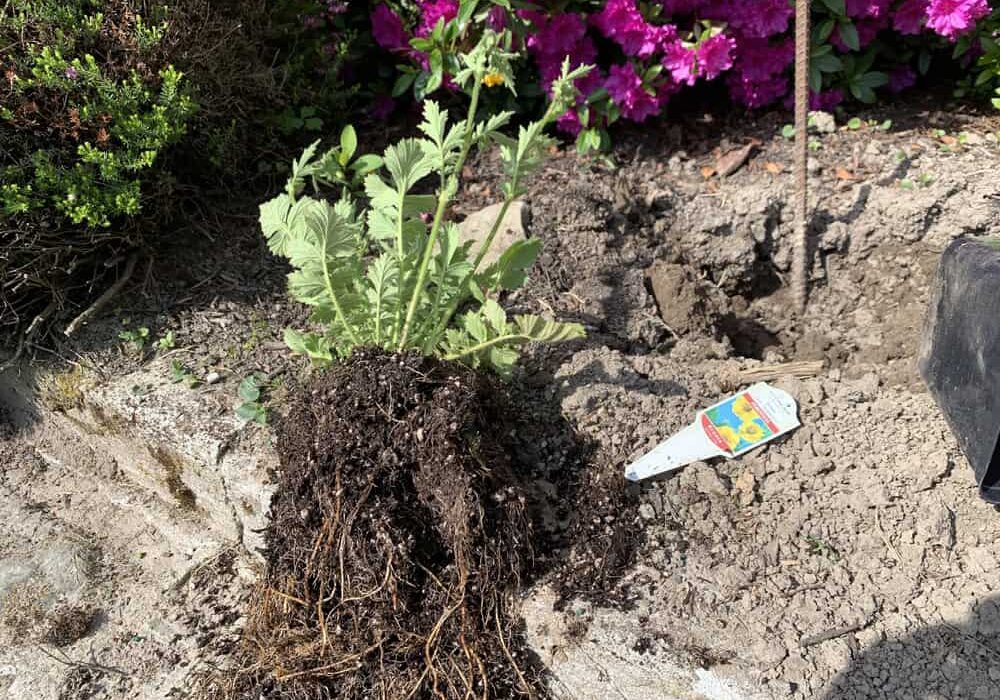 Cut off circling, broken, kinked or damaged roots. Very long roots may need to be shortened. © Photographer: Ginny Bode