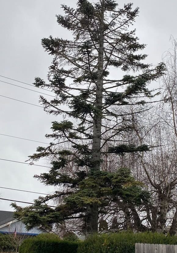 Noble fir with balsam woolly adelgid near Burlington Library © Photographer: Alison Hitchcock