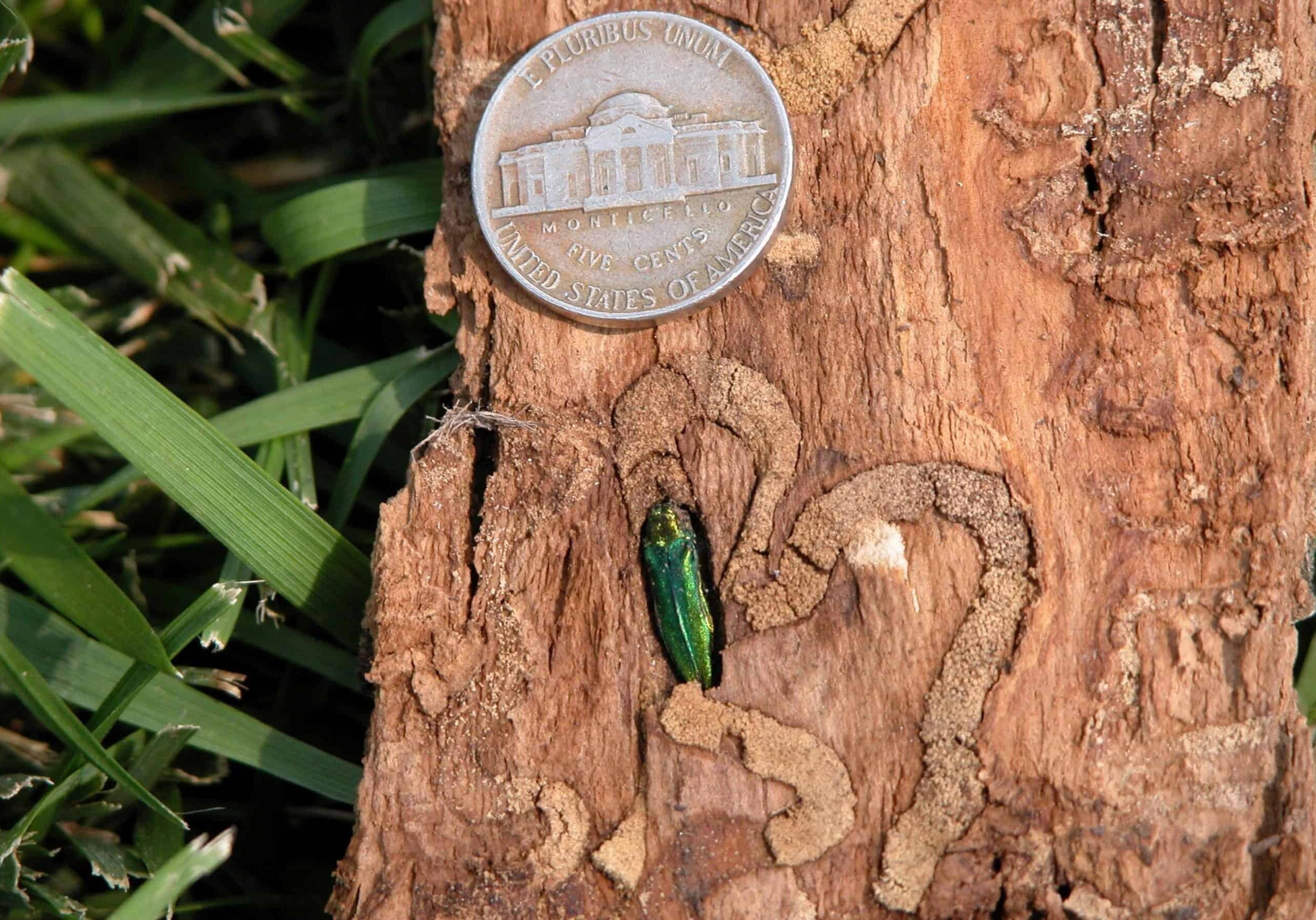 Eric Day, VA Polytech Institute, Bugwood Emerald ash borer © Photographer: Eric Day, VA Polytech Institute, Bugwood