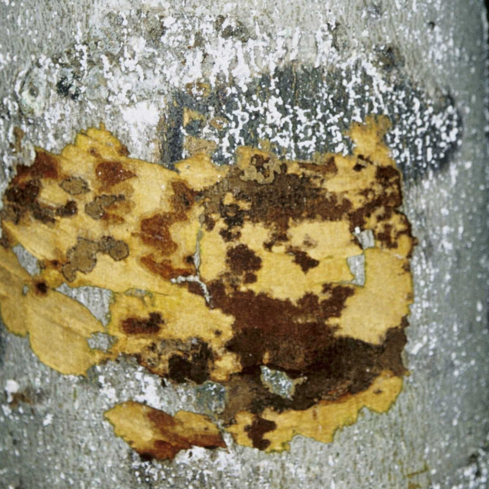 Beech tree with spreading canker and white patches of beech scale insects.
© Photographer: J. O'Brien USFS Bugwood
