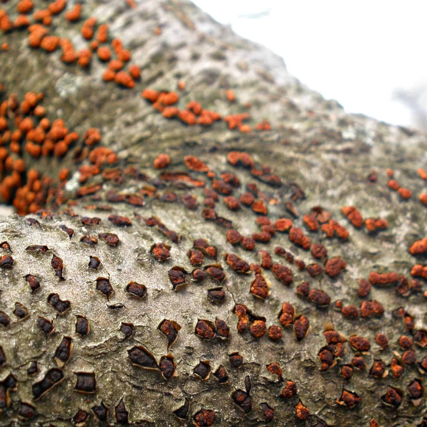 Fruiting bodies of neonectria fungus on beech © Photographer: Ansel Oommen, Bugwood