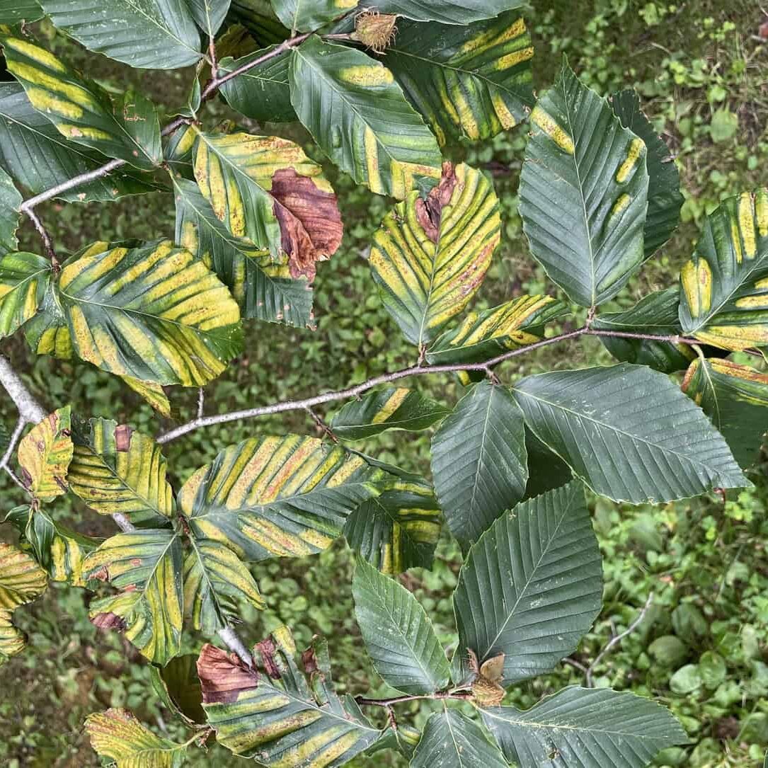 Beech leaf disease.
© Photographer: J. O'Brien USFS Bugwood
