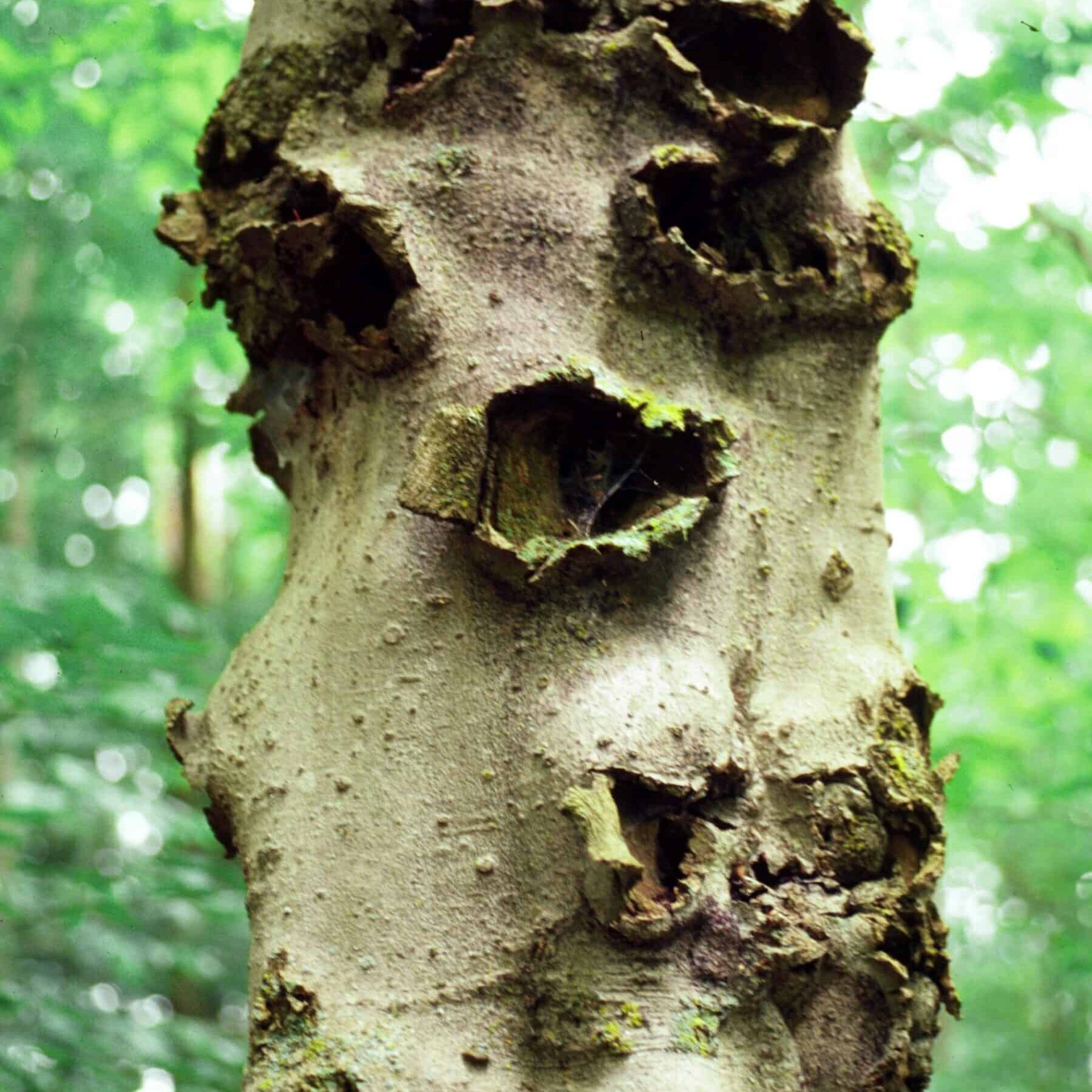 Lesions from beech bark disease. © Photographer: L. Haugen USFS Bugwood