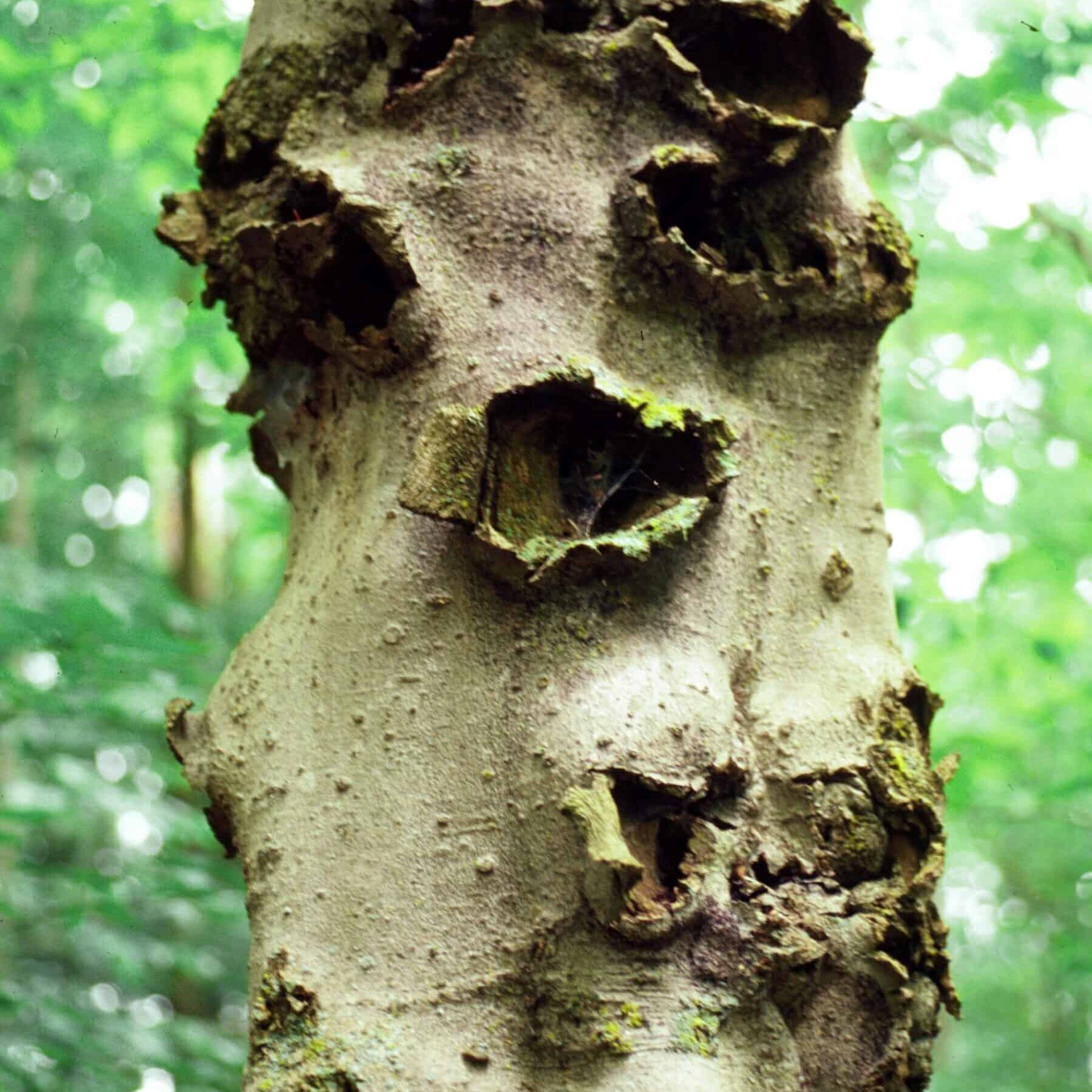 L. Haugen USFS Bugwood Lesions from beech bark disease. © Photographer: L. Haugen USFS Bugwood