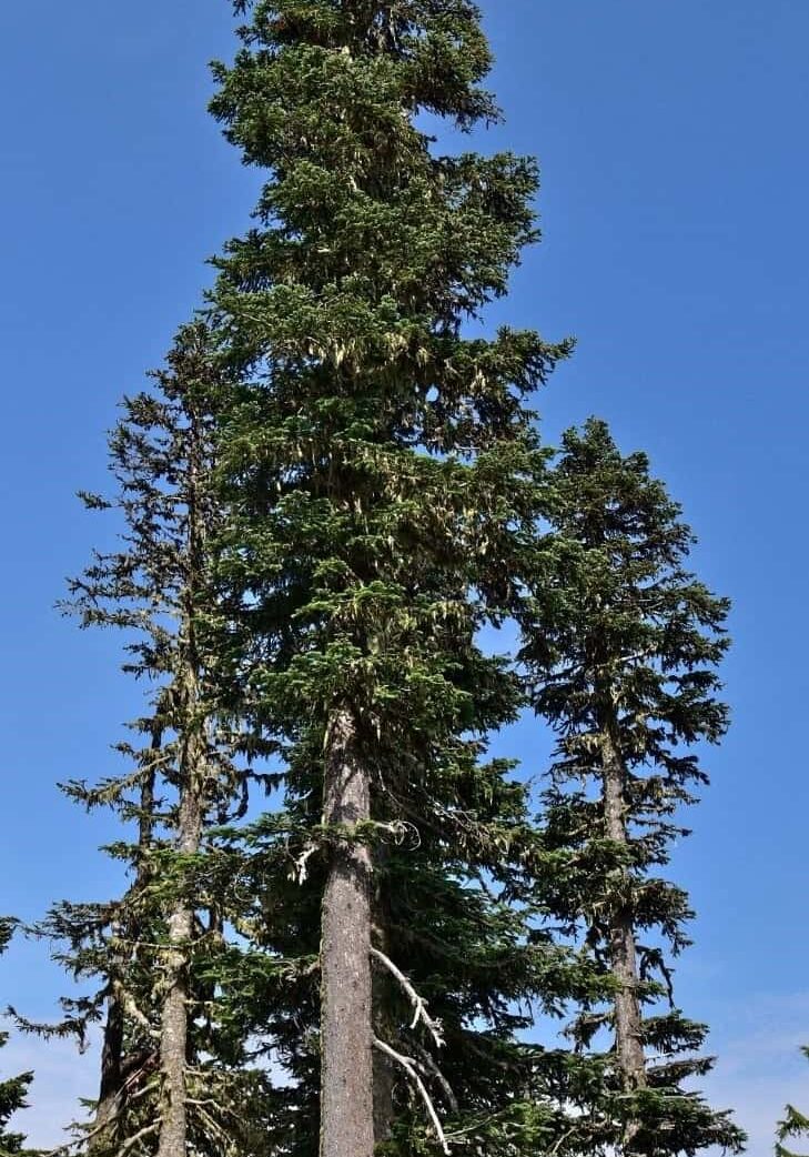 Healthy noble fir © Photographer: Jeff Bisbee, USFS