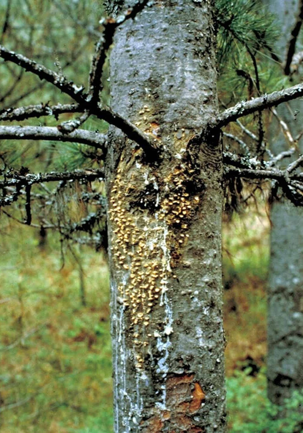 White pine blister rust on the trunk. © Photographer: J. Schwandt, USFS, Bugwood